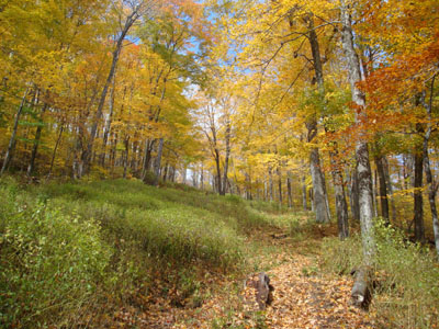 Looking up the Thunderbolt Trail