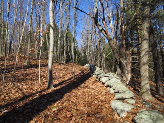 Looking up the Midstate Trail