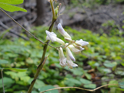 Wildflowers along Tower Road