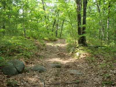 Looking up the Walleston Trail