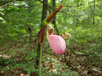 Lady slipper along the Walleston Trail