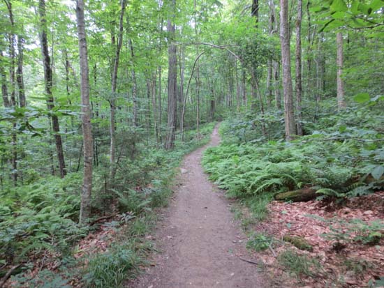 Looking up the Hopper Trail