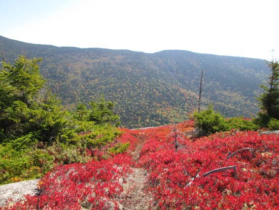 A brief stretch of herd path on the way to Acteon Ridge Middle Peak