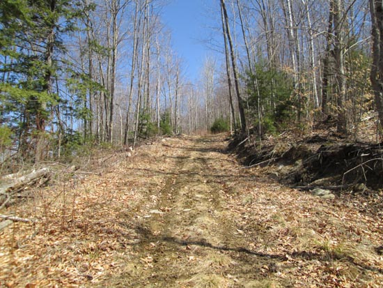 The logging road up Ames Mountain