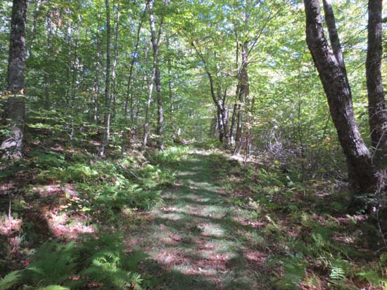Looking up Old North Groton Road