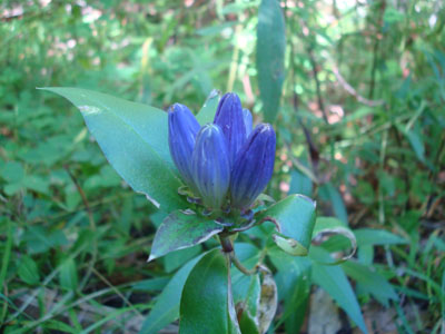 A colorful Gentian on the side of the Bald Knob Trail