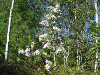 Still some wildflowers left along the trail!