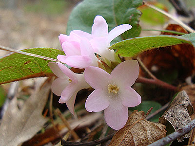 Trailing Arbutus along the Bald Knob Cutoff