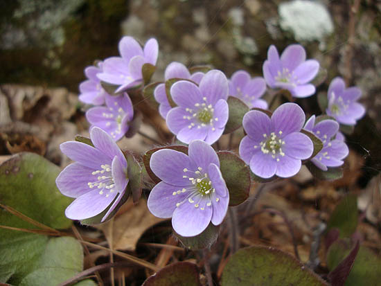 Hepatica near the ledgy area prior to the first viewpoint on the Bald Knob Trail