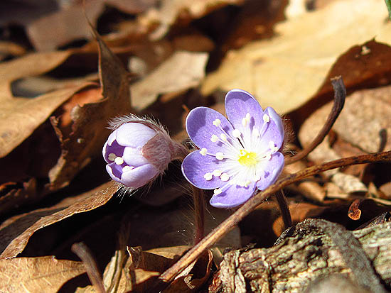 Hepatica