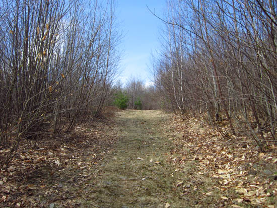 The Bald Ledge Trail