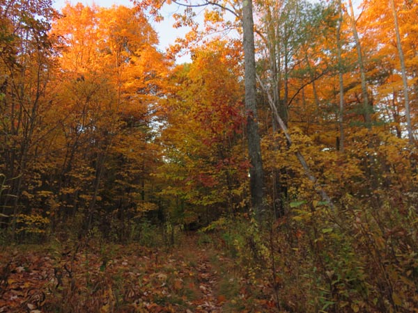 The Bald Ledge Trail