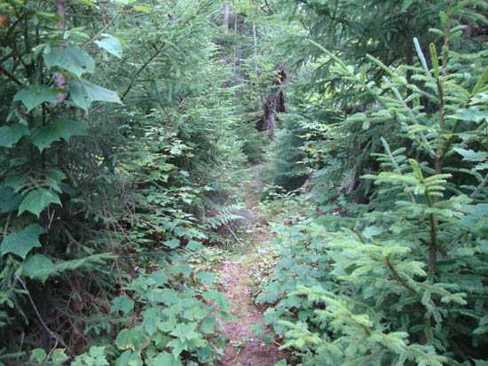 The eastern loop trail to Bald Mountain