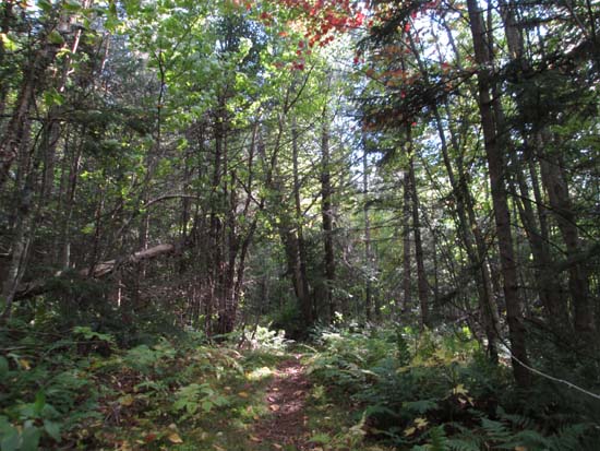 The eastern loop trail to Bald Mountain