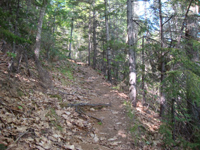 Looking up the Hammond Trail