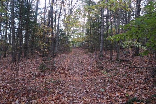 The woods road to Banks Pinnacle