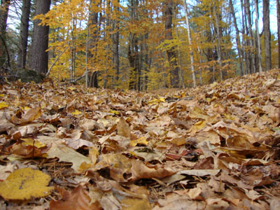 Looking up the Kearsarge North Trail