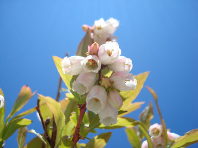 A wild low bush blueberry plant flowering near the summit of Bayle Mountain