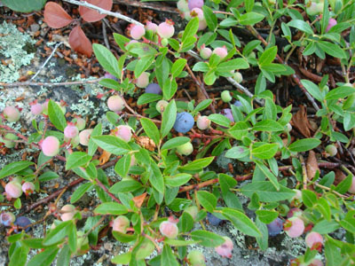 Wild low bush blueberries!