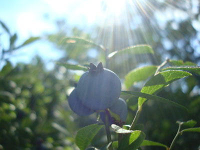 Wild low bush blueberries.  Disclaimer:  Berries in photo may no longer be on Bayle Mountain.