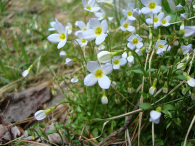 Bluets on the snowmobile trail