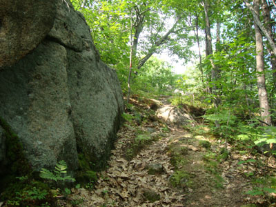Looking up the Bayle Mountain Trail