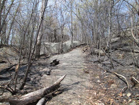 Looking up the charred Bayle Mountain Trail