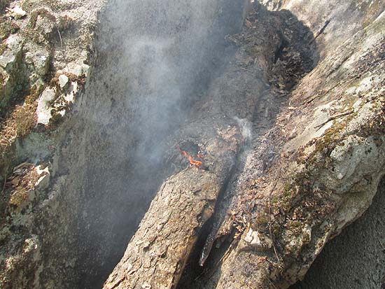 A birch blowdown catches fire in the mid day sun
