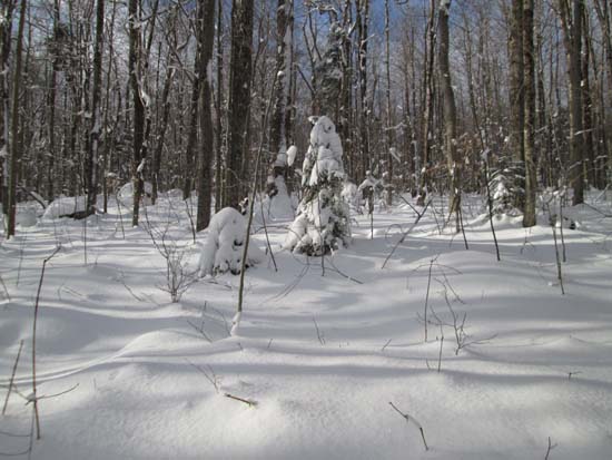 Open woods on the way to Bean Mountain