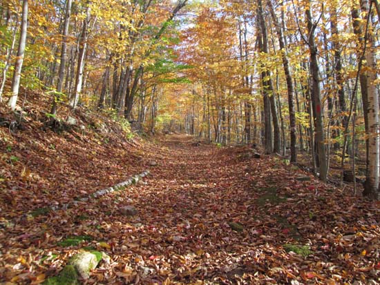 Looking up the Round Pond Trail