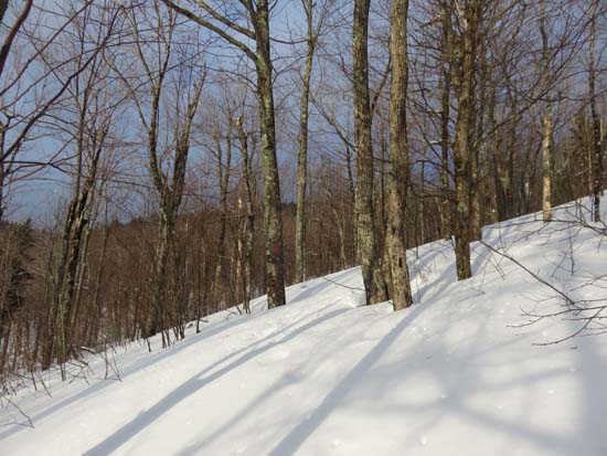 Looking up the Red Trail