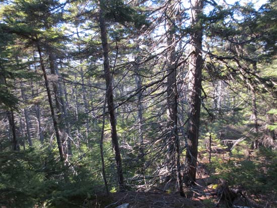 A lack of views from the highpoint of Big Attitash Mountain - Click to enlarge