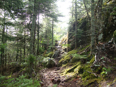The Banana Trail near the summit of Big Ball Mountain