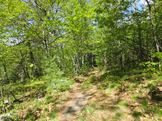 Looking up the Tate Mountain Trail