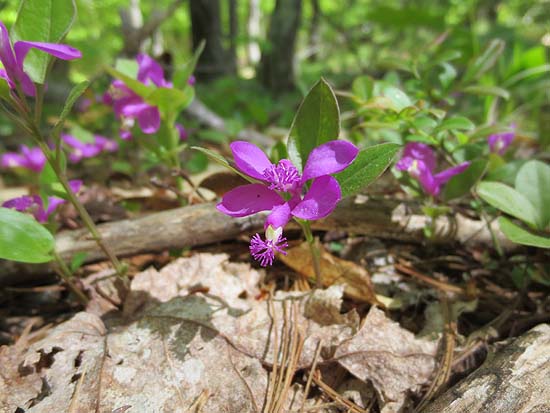 Fringed polygala on the Tate Mountain Trail