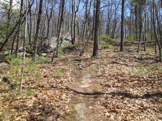 Looking up the Tate Mountain Trail