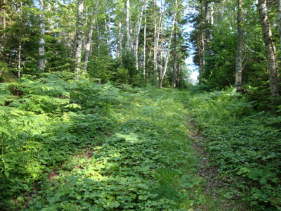 The East Pasture XC Ski Trail