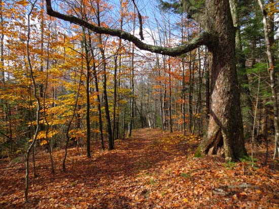 Looking down the Black Mountain Ski Trail