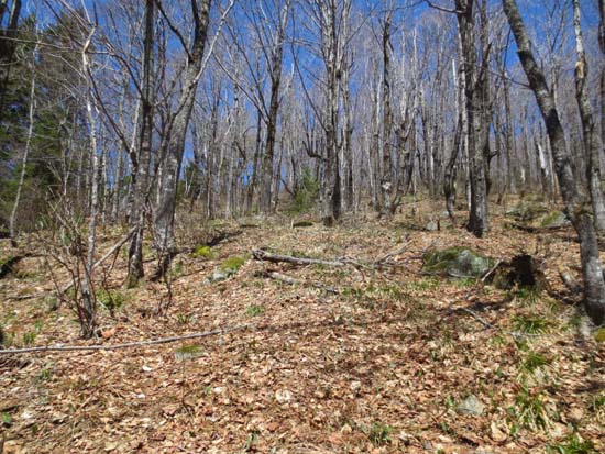 A stretch of open woods along the Black Mountain ridge