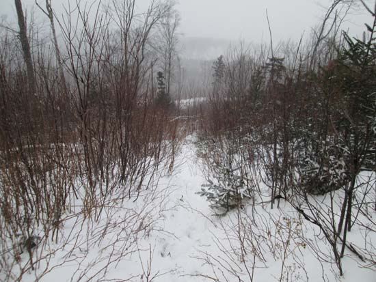 Looking down a logging cut on the way up Black Mountain
