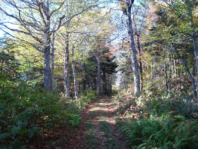 Looking up the Black Snout spur trail