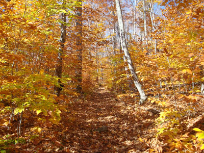 Looking up the golden Blueberry Mountain Trail