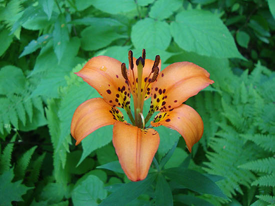 Wood lily on the lower Blueberry Mountain Trail