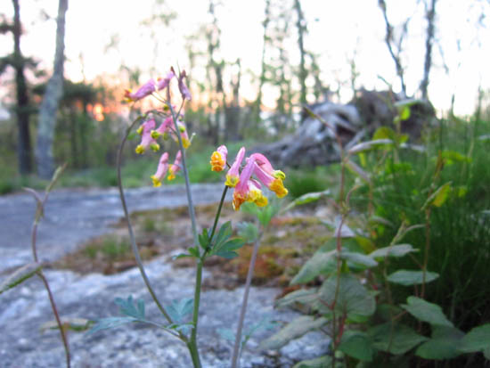 Pale corydalis