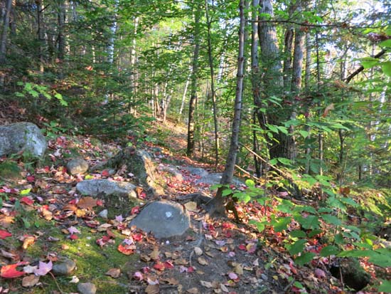 The Bog Mountain Trail