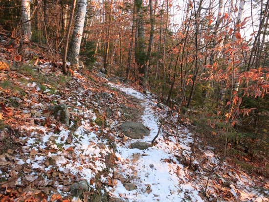 The Bog Mountain Trail