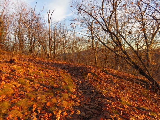 The Bog Mountain Trail