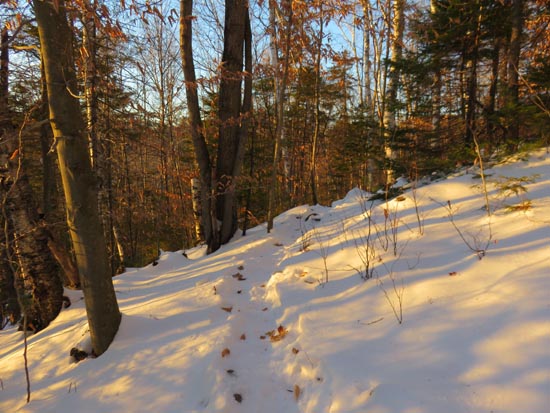 The Bog Mountain Trail
