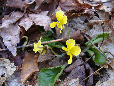 Yellow violets along the Wilderness Trail