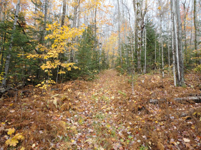 The Bois Mountain Trail